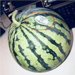 网红吃瓜合集,盘点娱乐圈最新热点事件